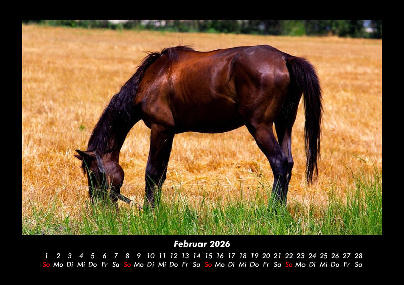 Pferdegeflüster Fotokalender 2026 - 2