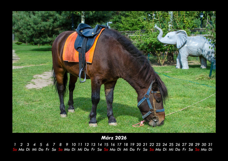 Pferdegeflüster Fotokalender 2026 - 3