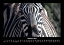 Zebrazauber Fotokalender 2026 - 10