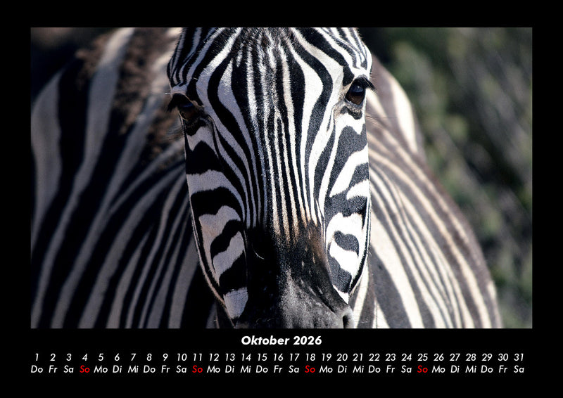 Zebrazauber Fotokalender 2026 - 10