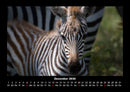Zebrazauber Fotokalender 2026 - 12