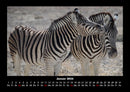 Zebrazauber Fotokalender 2026 - 1