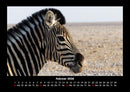 Zebrazauber Fotokalender 2026 - 2