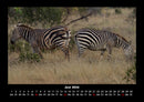 Zebrazauber Fotokalender 2026 - 6