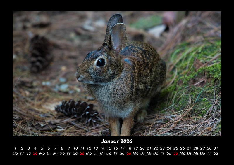 Waldzauber Fotokalender 2026 - 1