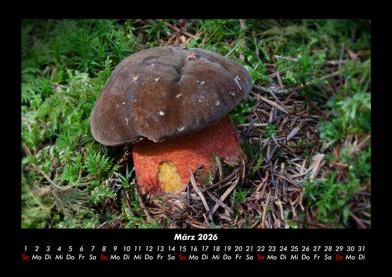 Waldzauber Fotokalender 2026 - 3