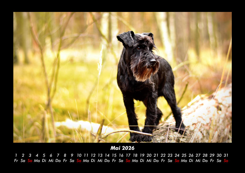 Waldzauber Fotokalender 2026 - 5