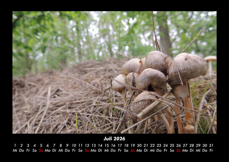 Waldzauber Fotokalender 2026 - 7