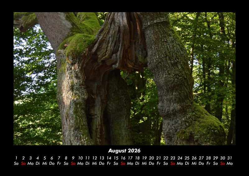 Waldzauber Fotokalender 2026 - 8