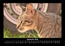 Für Katzenfreunde Fotokalender 2026 - 9