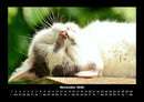 Für Katzenfreunde Fotokalender 2026 - 11