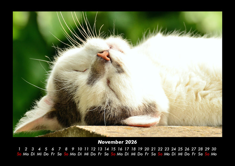 Für Katzenfreunde Fotokalender 2026 - 11