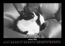 Für Katzenfreunde Fotokalender 2026 - 1