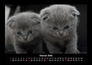 Für Katzenfreunde Fotokalender 2026 - 2