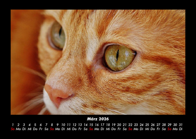Für Katzenfreunde Fotokalender 2026 - 3