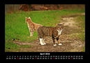Für Katzenfreunde Fotokalender 2026 - 4