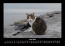 Für Katzenfreunde Fotokalender 2026 - 6