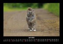 Für Katzenfreunde Fotokalender 2026 - 7