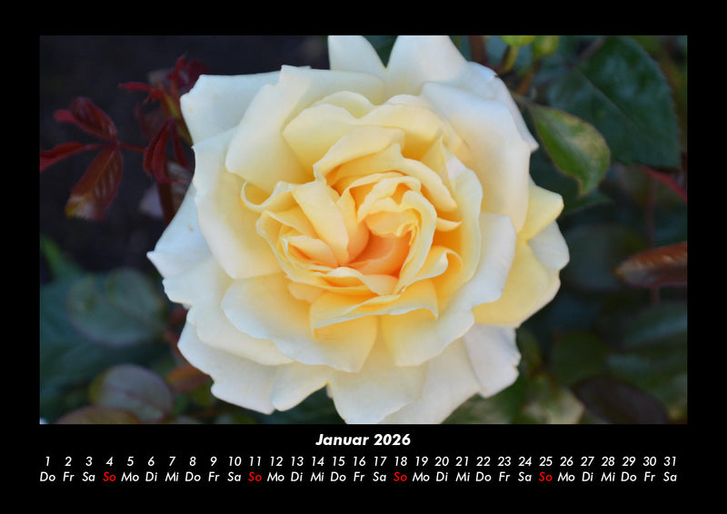 Blumenkalender Fotokalender 2026 - 1