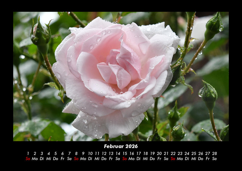 Blumenkalender Fotokalender 2026 - 2