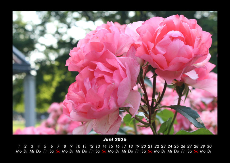 Blumenkalender Fotokalender 2026 - 6