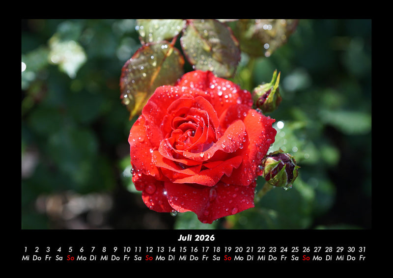 Blumenkalender Fotokalender 2026 - 7