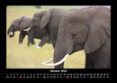 Elefanten - Die sanften Riesen Afrikas Fotokalender 2026 - 10