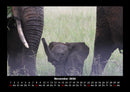 Elefanten - Die sanften Riesen Afrikas Fotokalender 2026 - 11