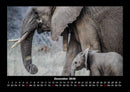 Elefanten - Die sanften Riesen Afrikas Fotokalender 2026 - 12