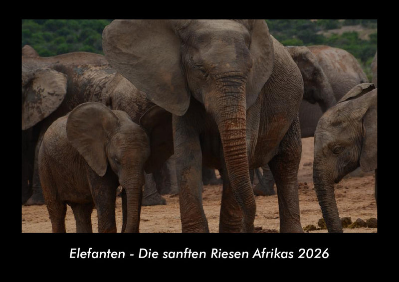 Elefanten - Die sanften Riesen Afrikas Fotokalender 2026 - Hauptbild