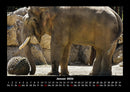 Elefanten - Die sanften Riesen Afrikas Fotokalender 2026 - 1