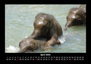 Elefanten - Die sanften Riesen Afrikas Fotokalender 2026 - 4