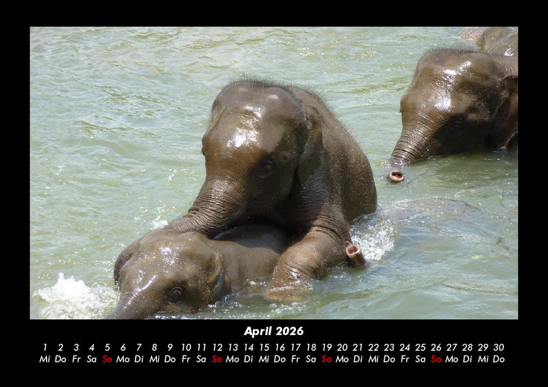 Elefanten - Die sanften Riesen Afrikas Fotokalender 2026 - 4