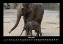 Elefanten - Die sanften Riesen Afrikas Fotokalender 2026 - 5