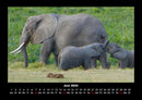 Elefanten - Die sanften Riesen Afrikas Fotokalender 2026 - 6