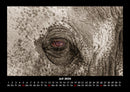 Elefanten - Die sanften Riesen Afrikas Fotokalender 2026 - 7