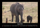 Elefanten - Die sanften Riesen Afrikas Fotokalender 2026 - 8