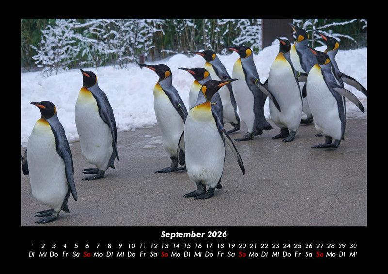 Pinguine & Eisbären Fotokalender 2026 - 9