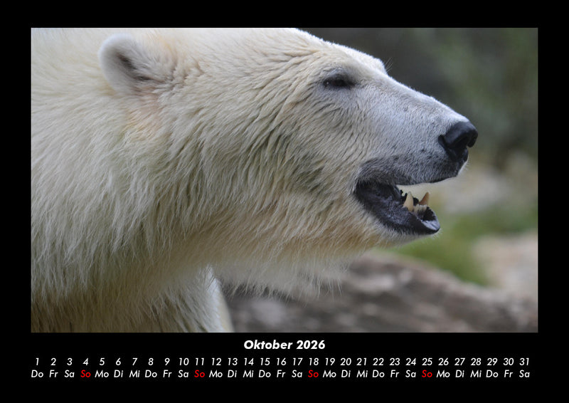 Pinguine & Eisbären Fotokalender 2026 - 10