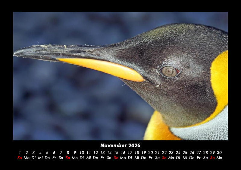 Pinguine & Eisbären Fotokalender 2026 - 11