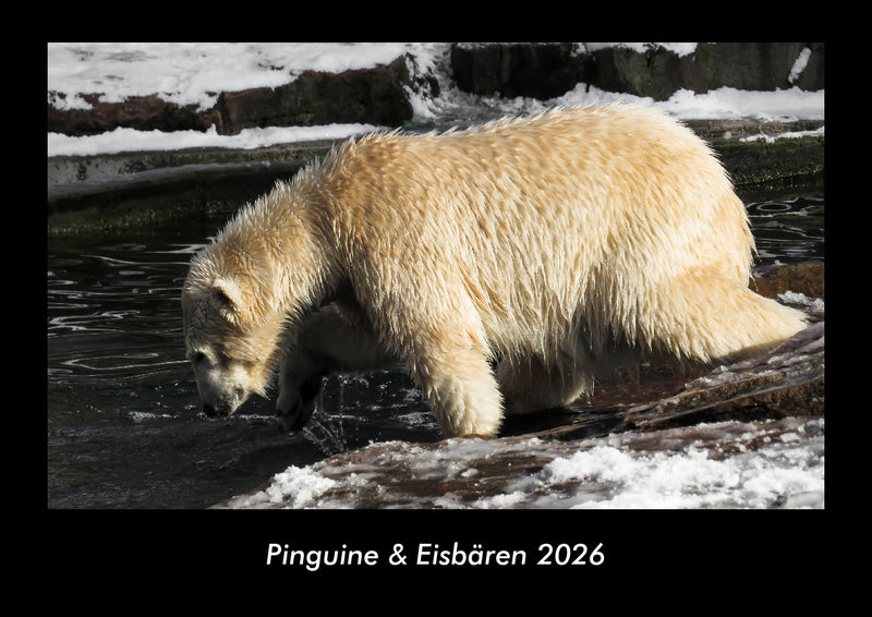Pinguine & Eisbären Fotokalender 2026 - Hauptbild