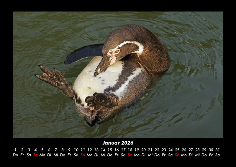 Pinguine & Eisbären Fotokalender 2026 - 1