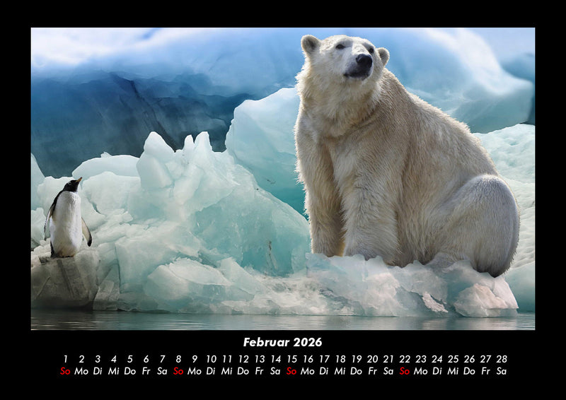 Pinguine & Eisbären Fotokalender 2026 - 2