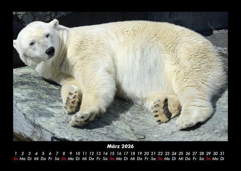 Pinguine & Eisbären Fotokalender 2026 - 3
