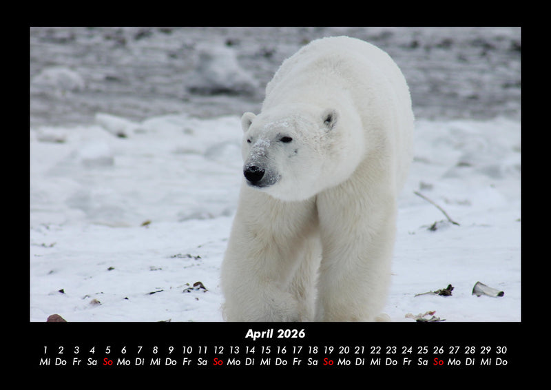 Pinguine & Eisbären Fotokalender 2026 - 4