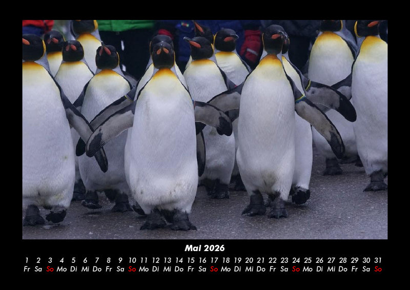 Pinguine & Eisbären Fotokalender 2026 - 5