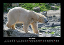 Pinguine & Eisbären Fotokalender 2026 - 6