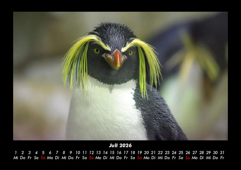 Pinguine & Eisbären Fotokalender 2026 - 7