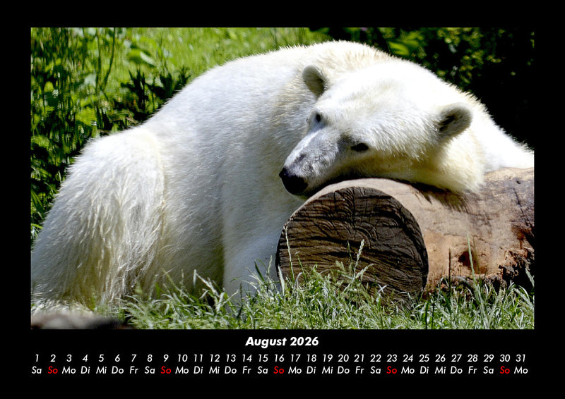 Pinguine & Eisbären Fotokalender 2026 - 8