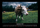 Kuhkalender Fotokalender 2026 - 9